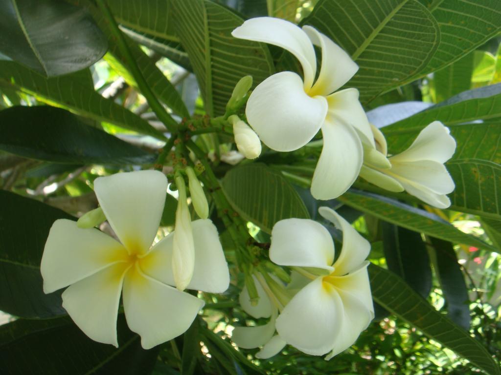 Baan Kuasakul Resort Mae Nam Esterno foto